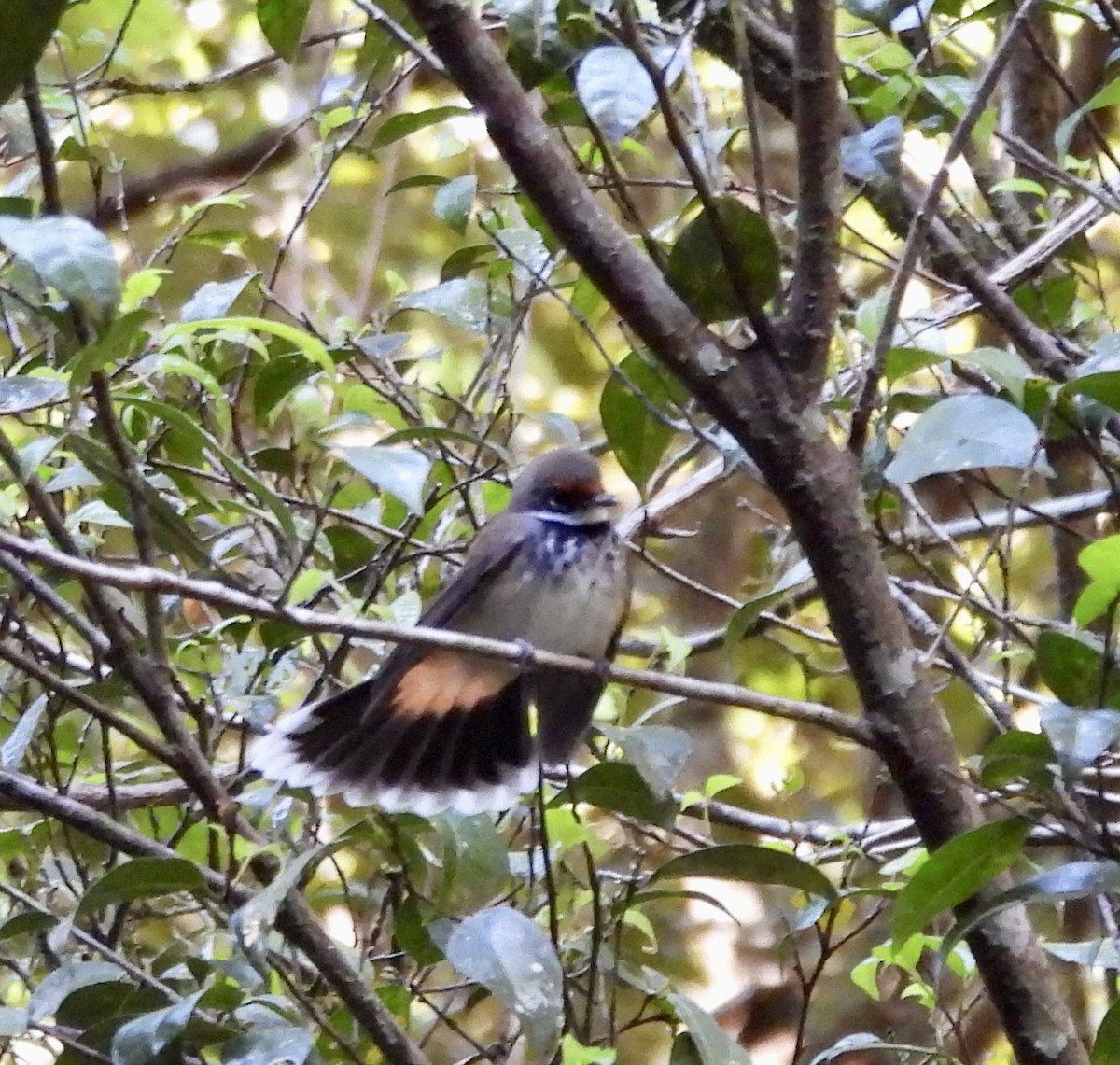 Australian Rufous Fantail - ML644625424