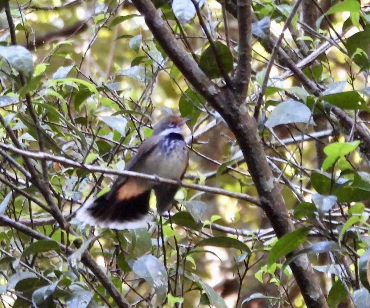 Australian Rufous Fantail - ML644625425