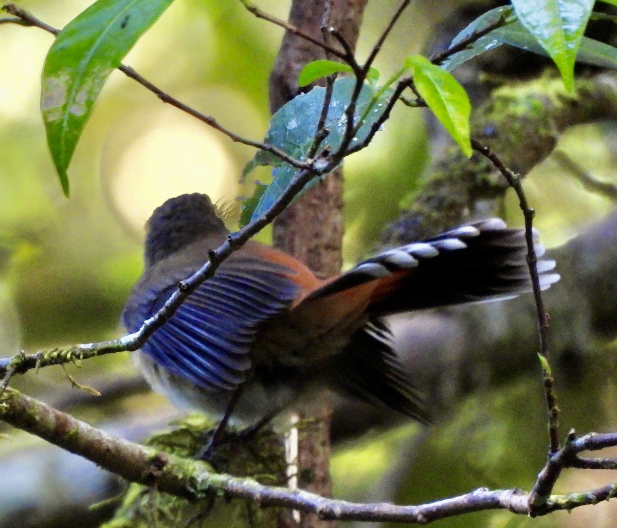 Australian Rufous Fantail - ML644625426