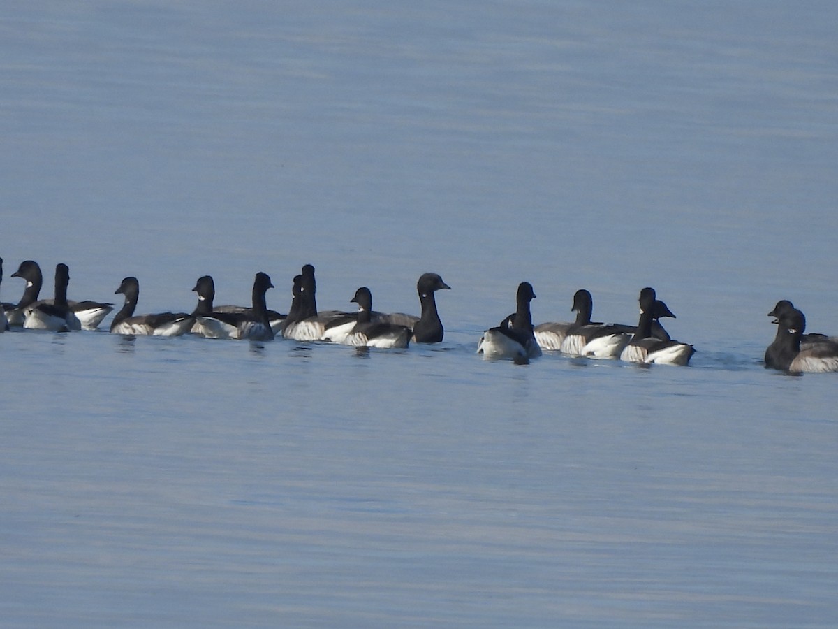 ringgås - ML644625427