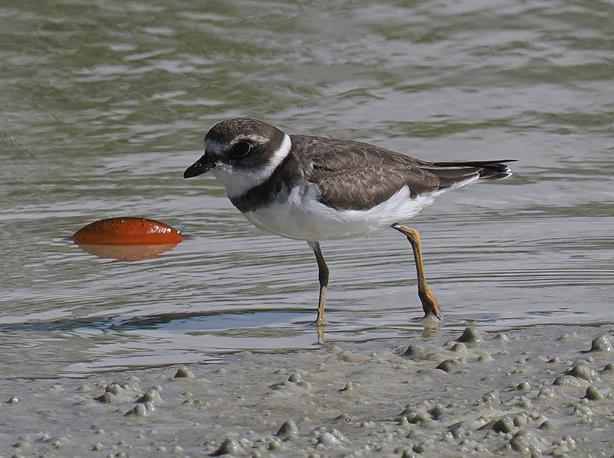 Semipalmated Plover - ML644625430