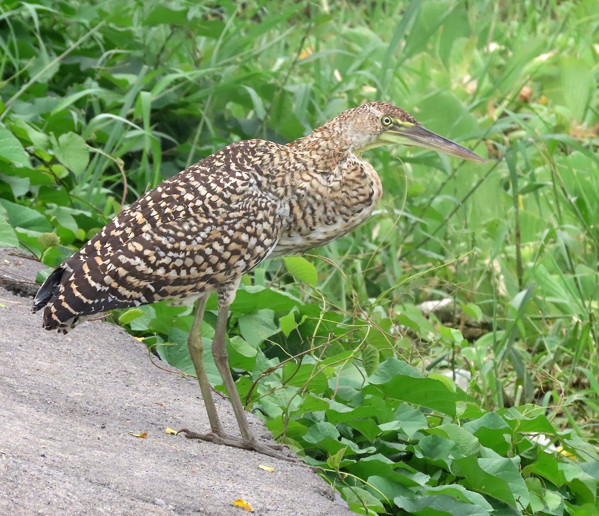 Bare-throated Tiger-Heron - ML644625438