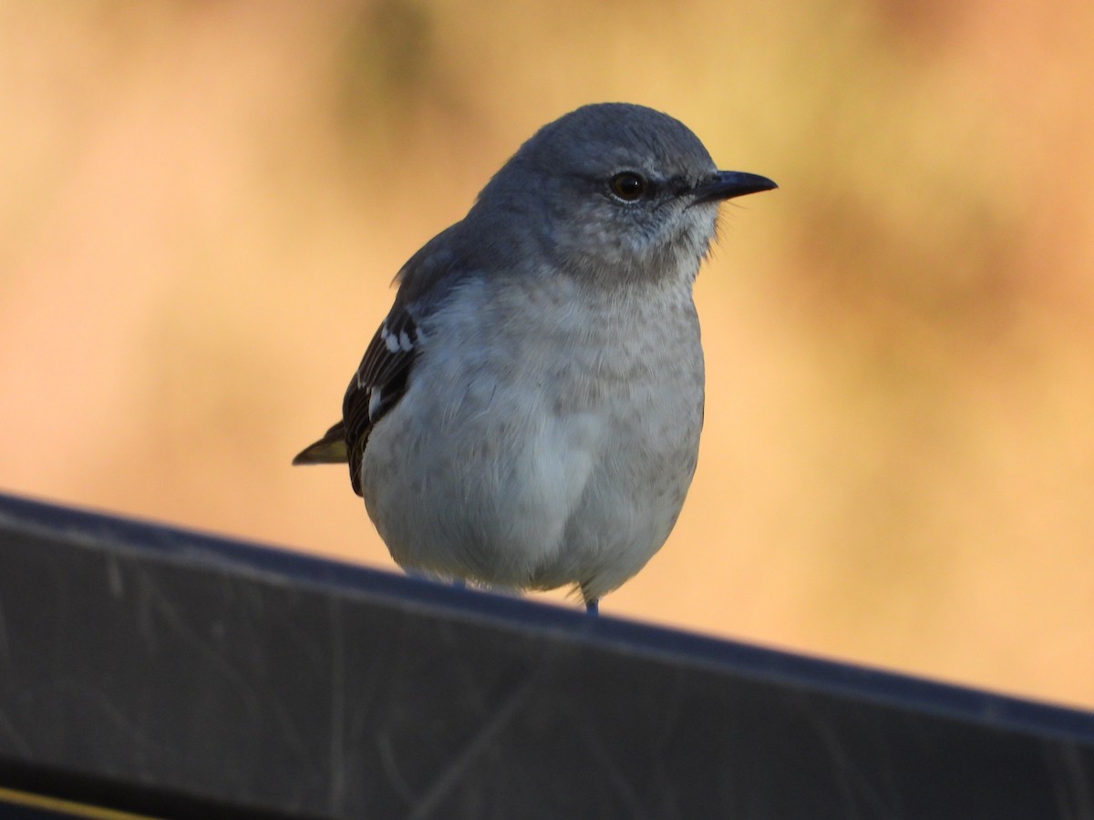 Northern Mockingbird - ML644625441