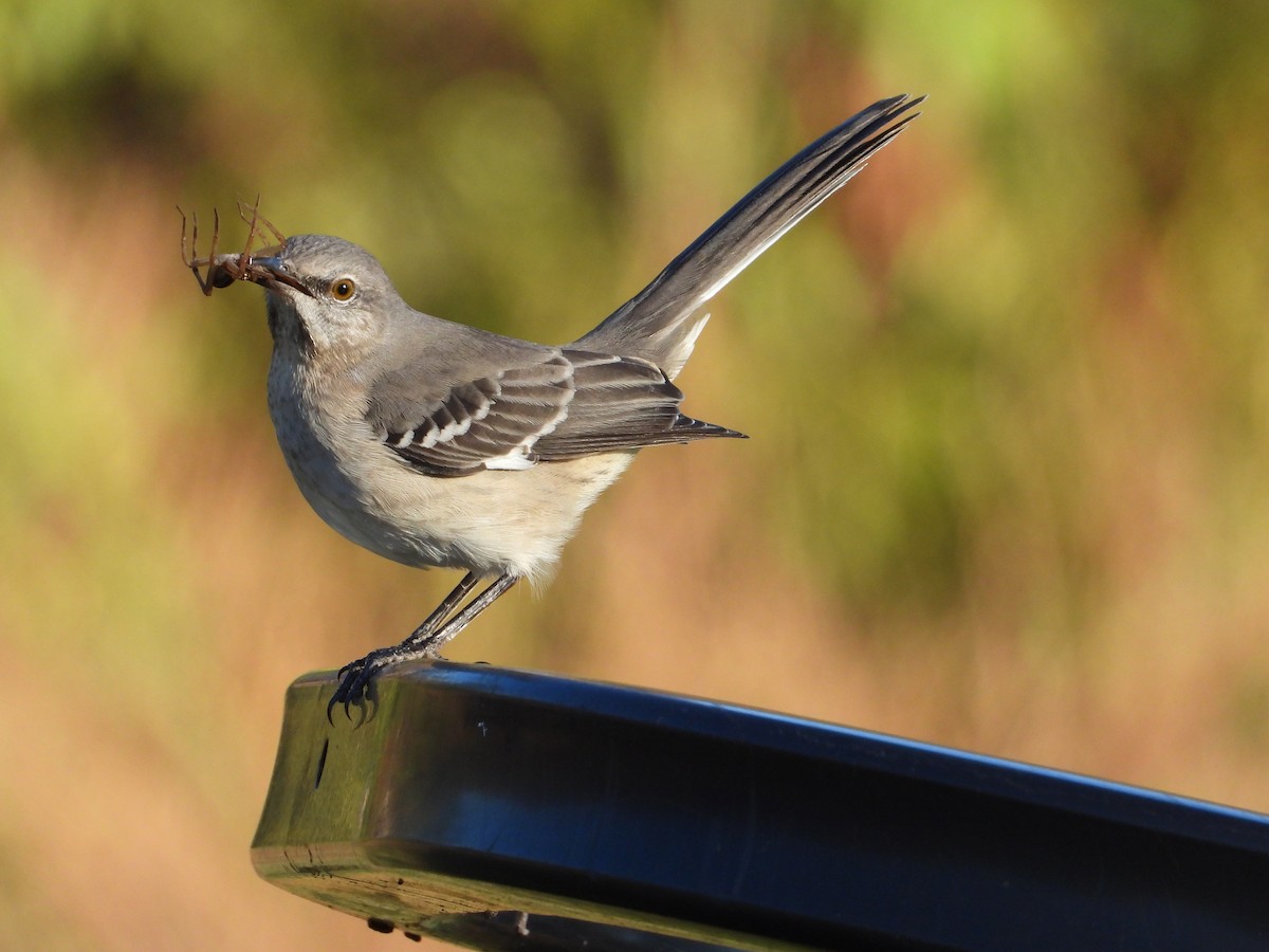 Northern Mockingbird - ML644625442