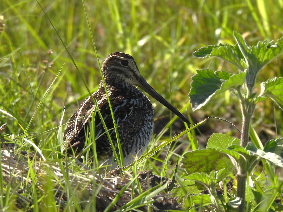 Pantanal Snipe - ML644625451