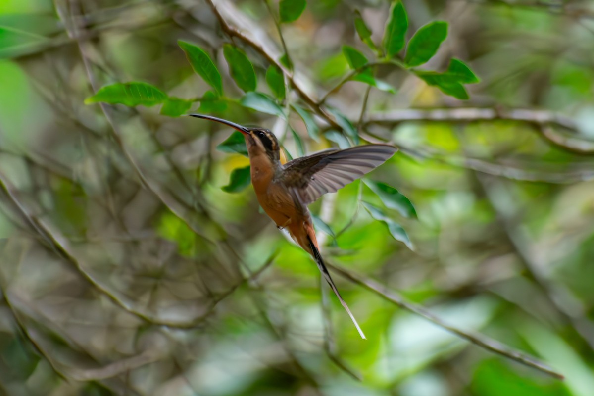 Planalto Hermit - ML644625454