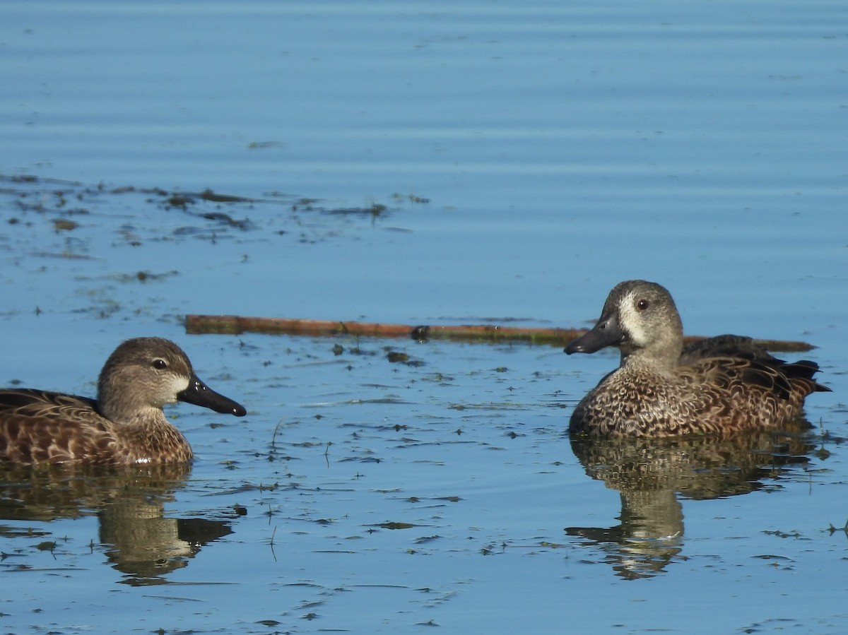 Blauflügelente - ML644625465