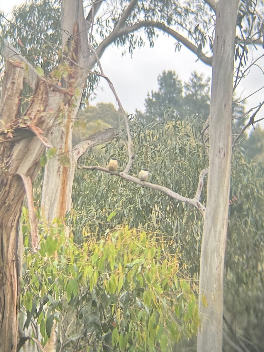 Sacred Kingfisher - ML644625468