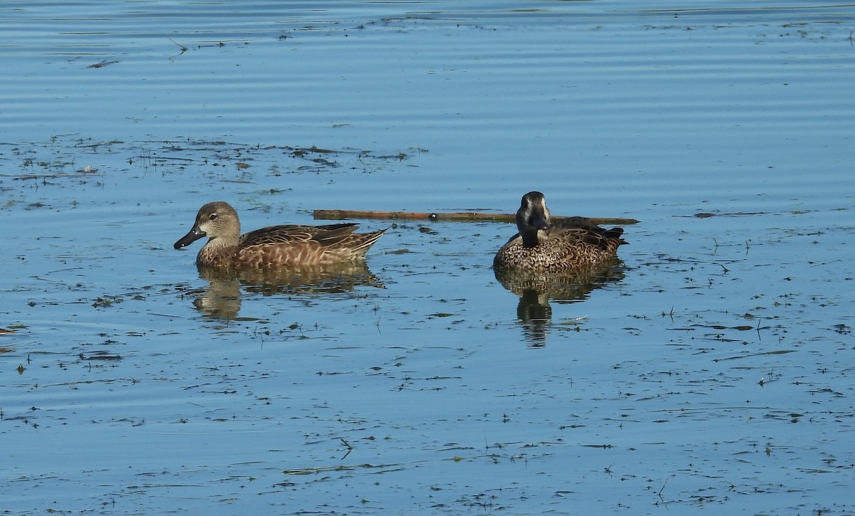 Blauflügelente - ML644625469