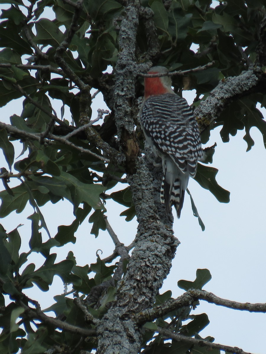 Red-bellied Woodpecker - ML644625470