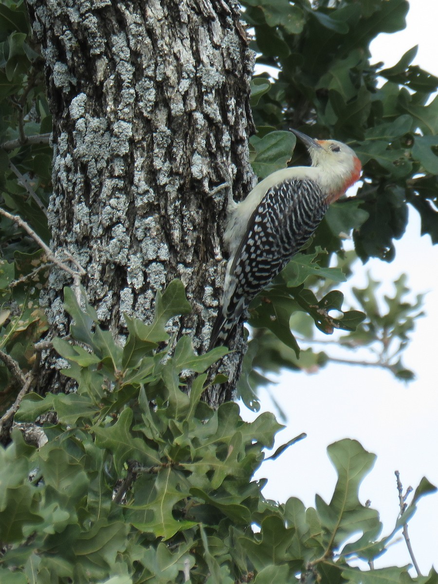 Red-bellied Woodpecker - ML644625471