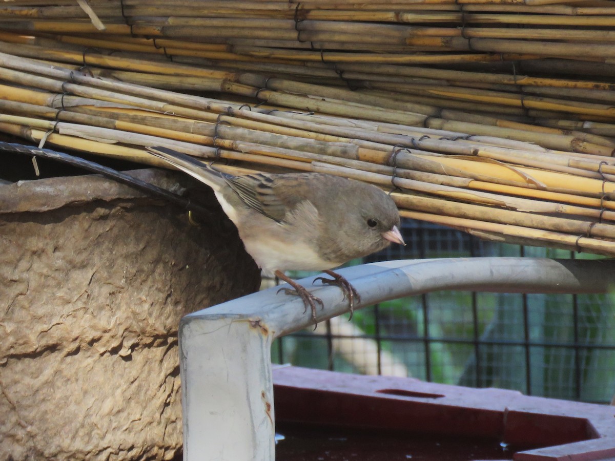 Dark-eyed Junco - ML644625479