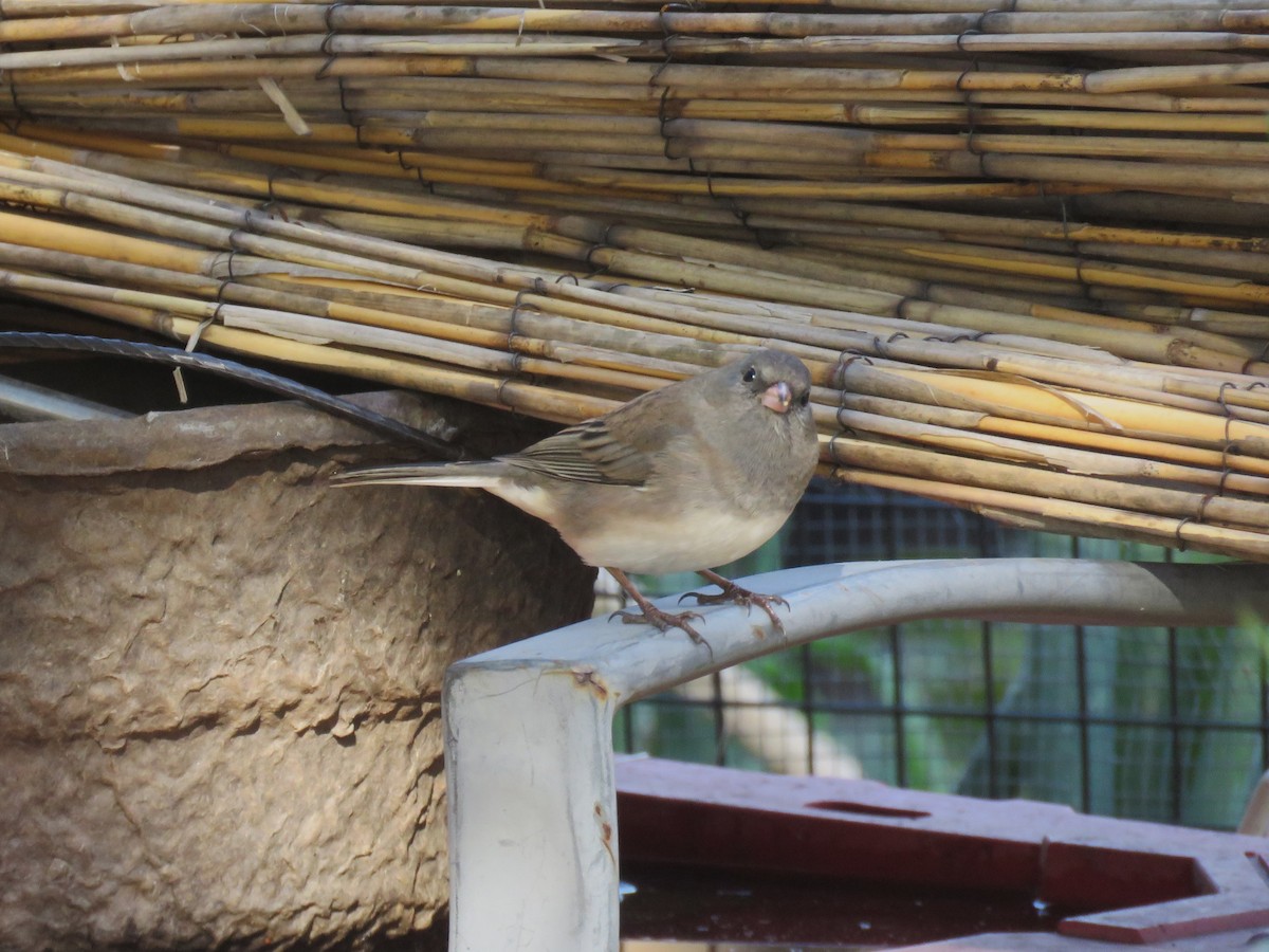 Dark-eyed Junco - ML644625480