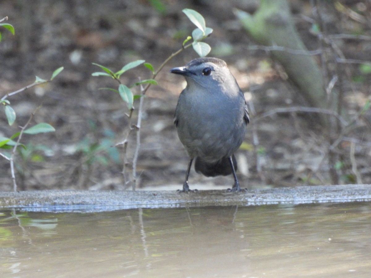 drozdec černohlavý - ML644625492