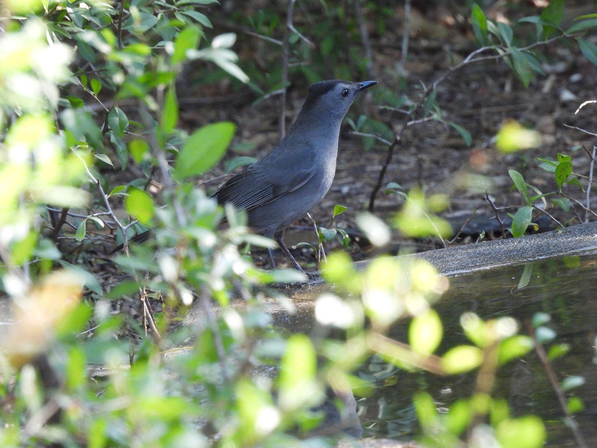 drozdec černohlavý - ML644625494