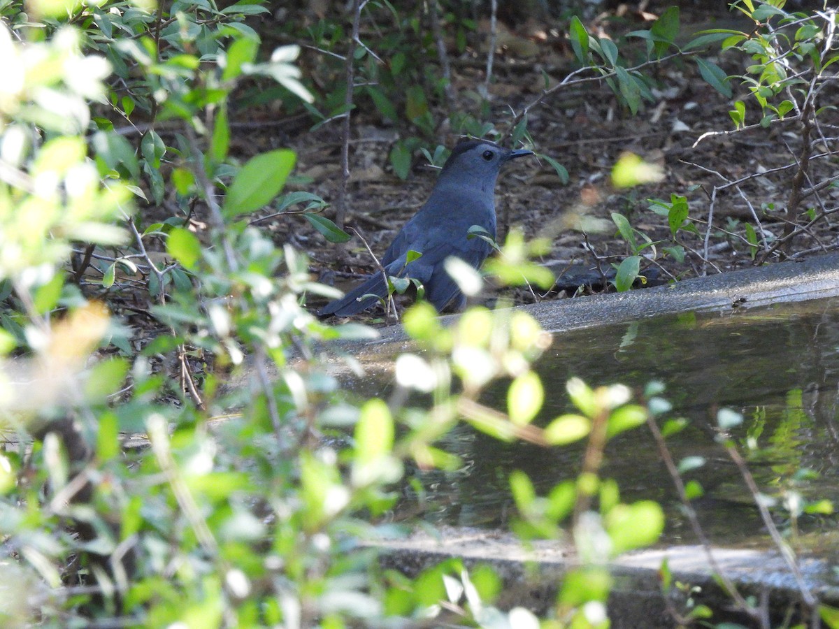 drozdec černohlavý - ML644625495