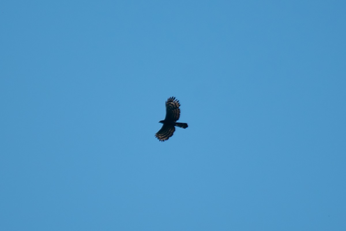 Kara Atmaca Kartalı - ML644625497