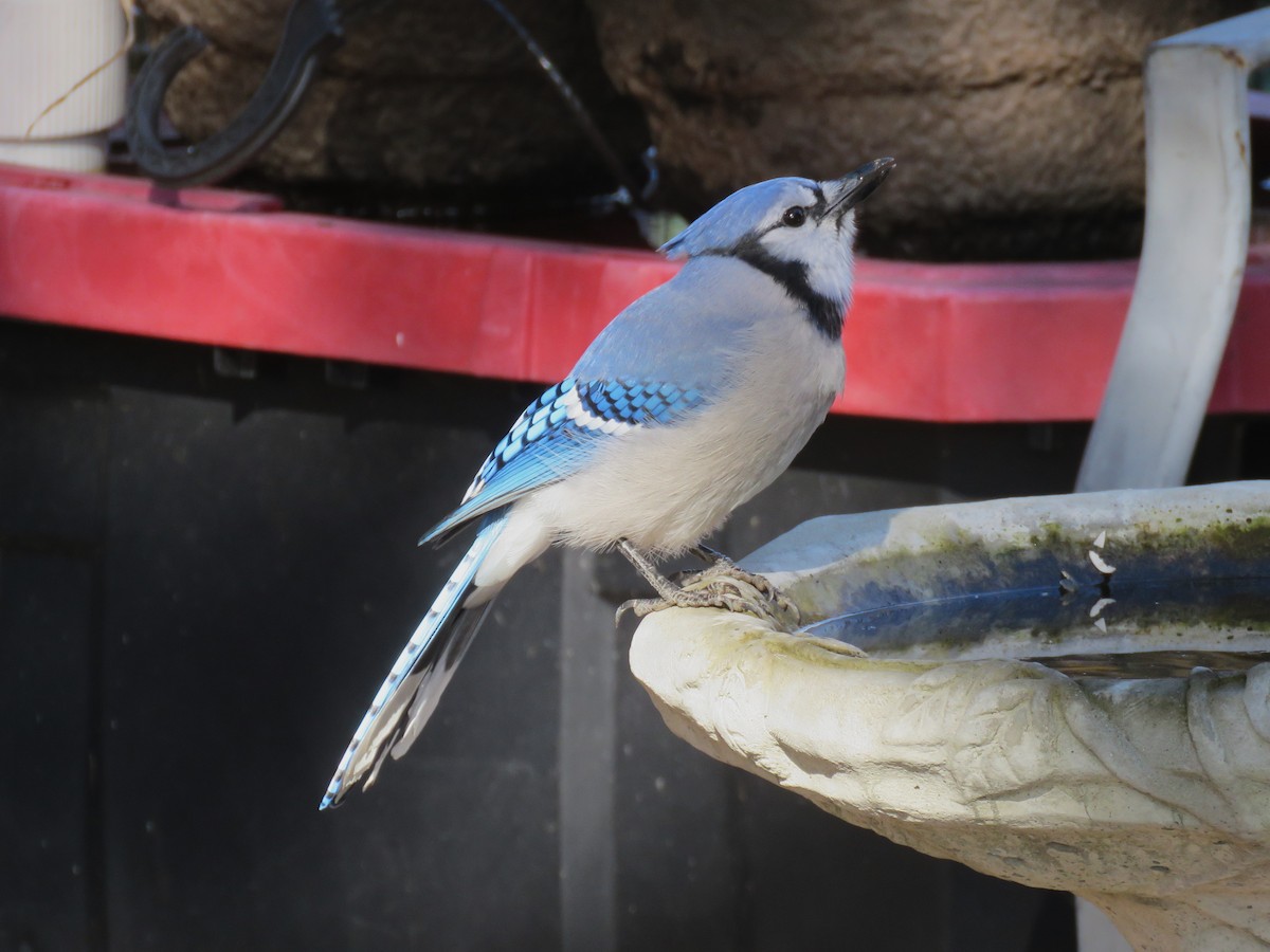 Geai bleu - ML644625498