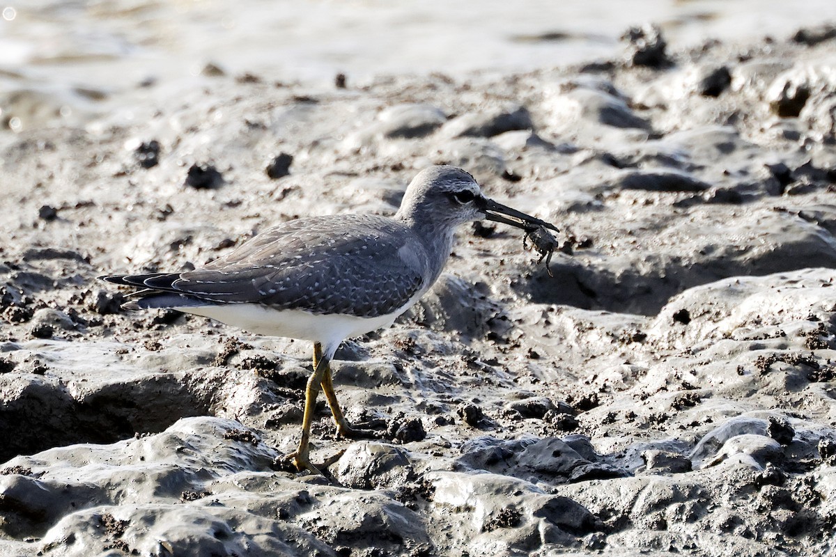 Chevalier de Sibérie - ML644625510