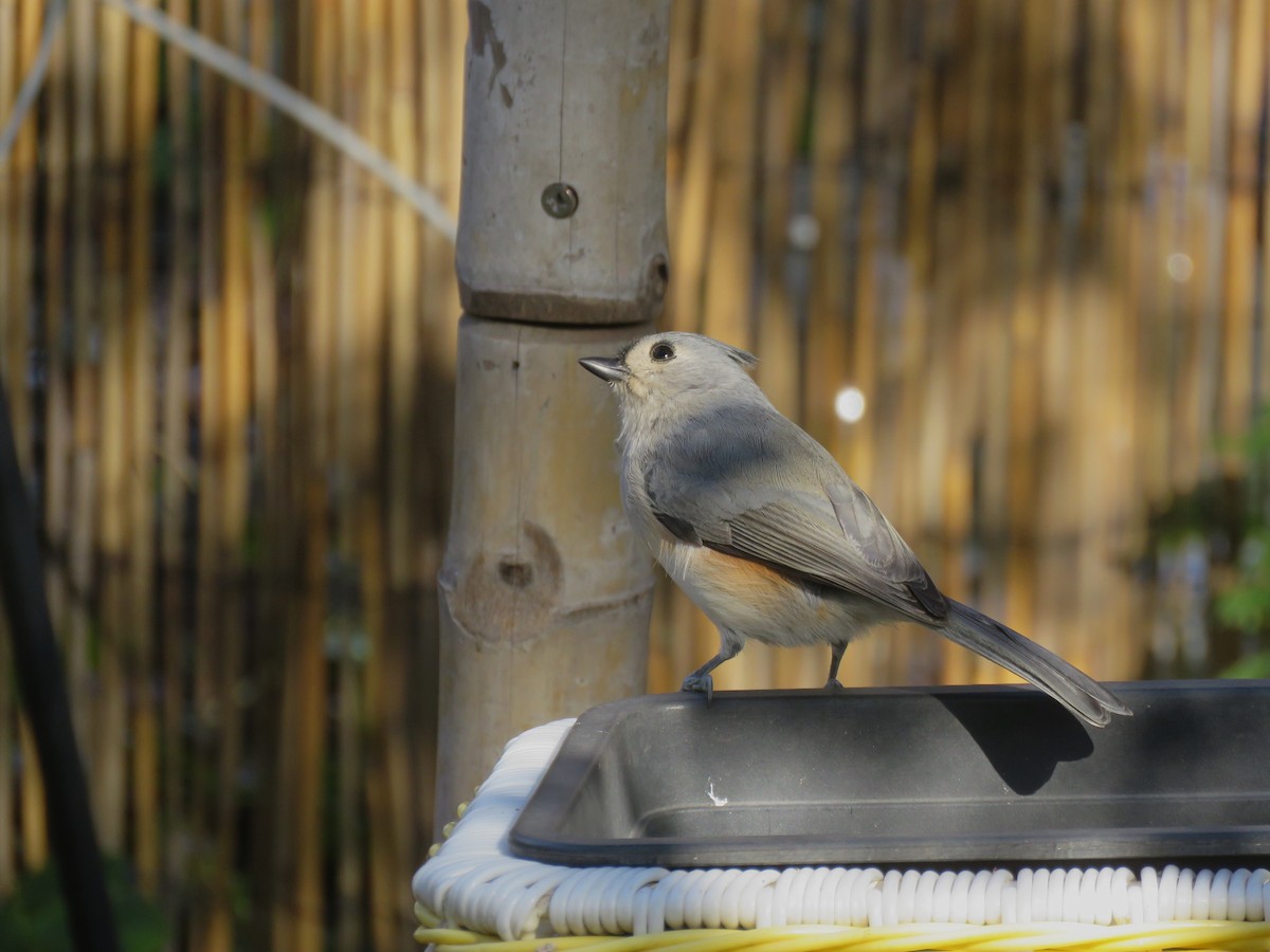 Tufted Titmouse - ML644625514