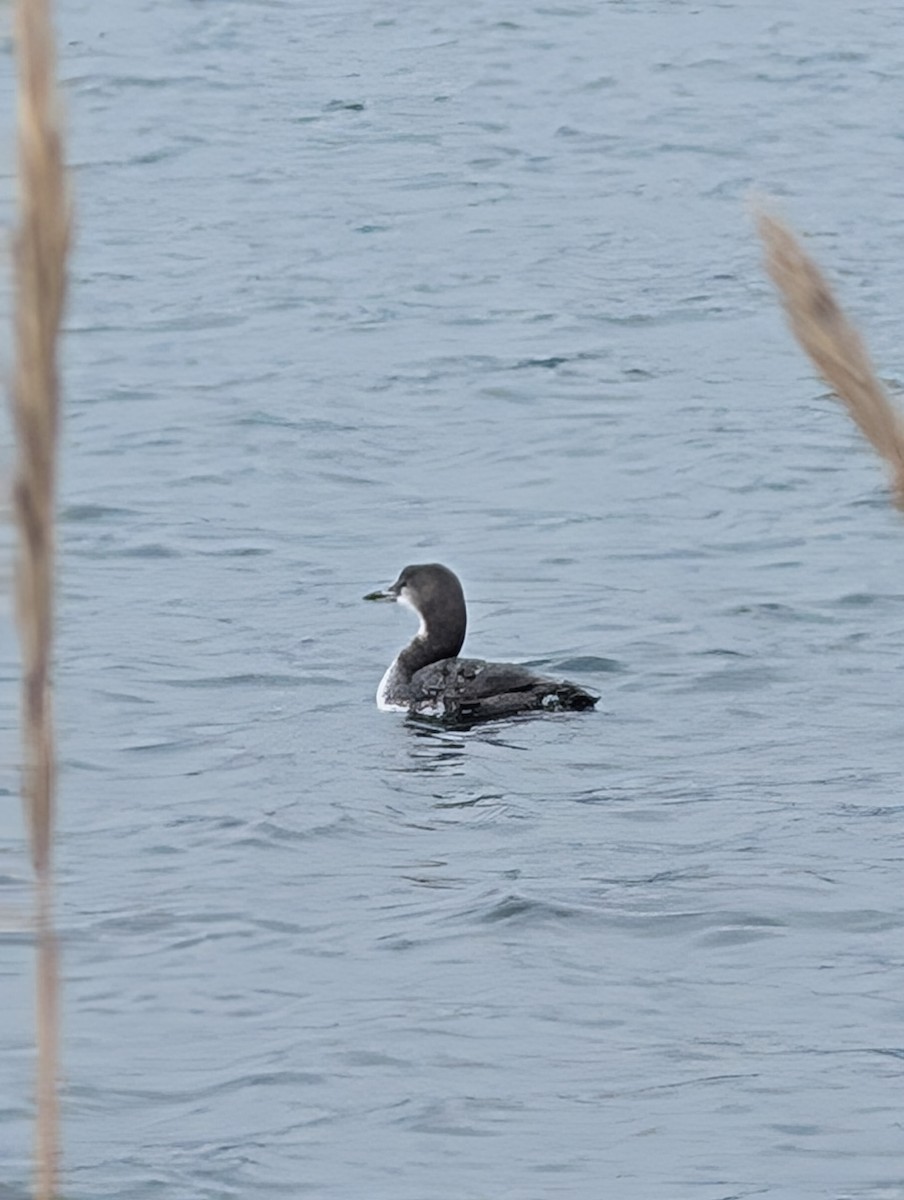 Pazifikoko aliota - ML644625516