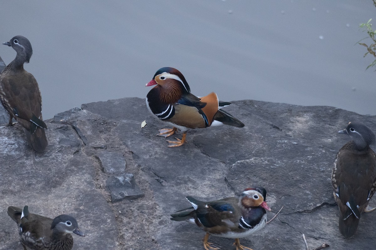 Mandarin Duck - ML644625517