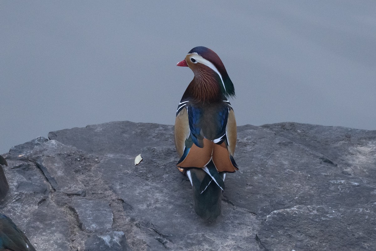 Mandarin Duck - ML644625518