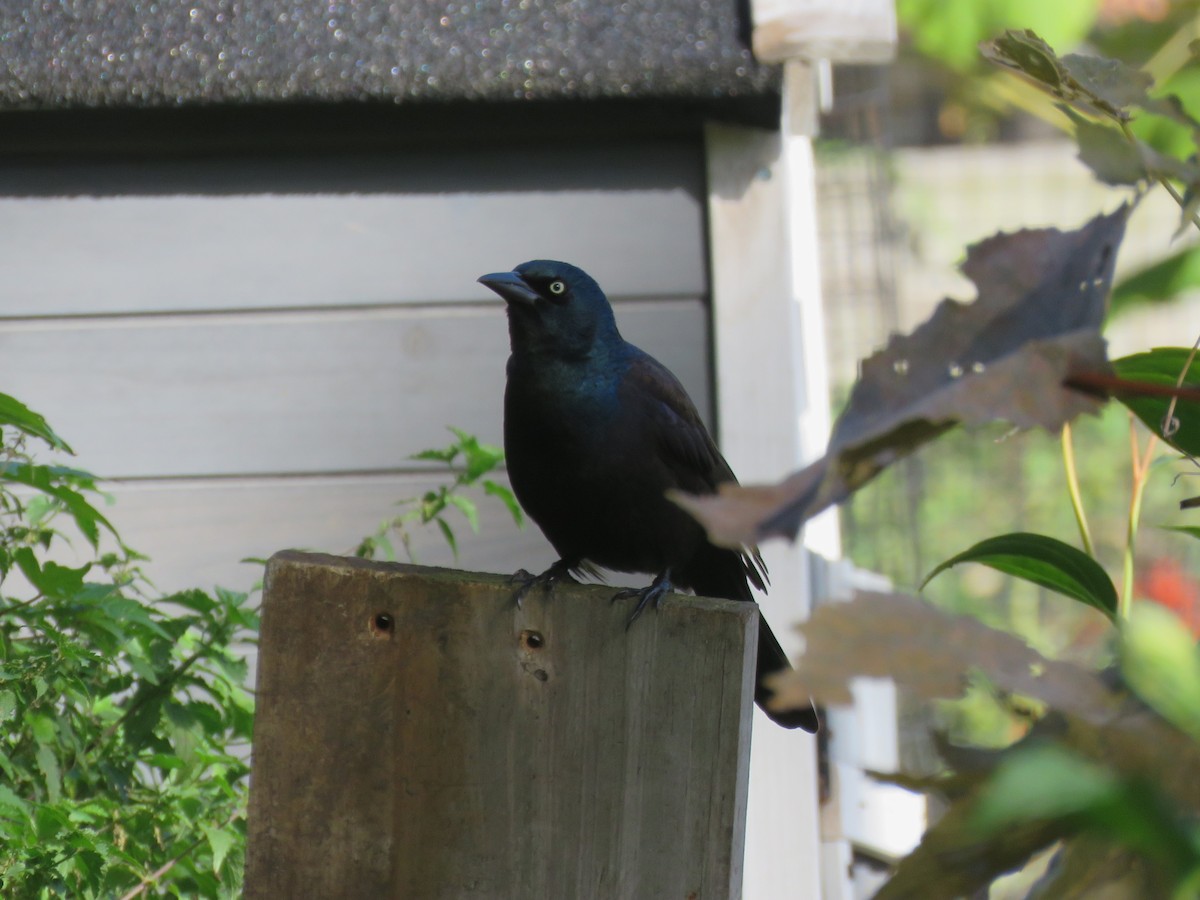 Common Grackle - ML644625522