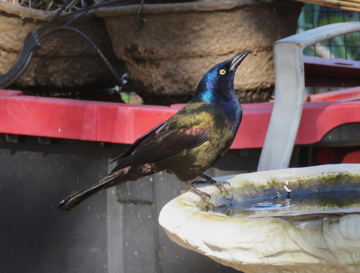 Common Grackle - ML644625523
