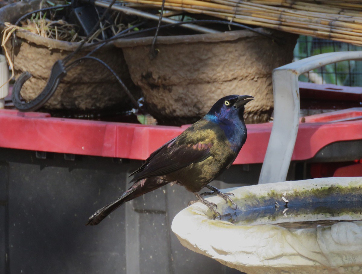 Common Grackle - ML644625524