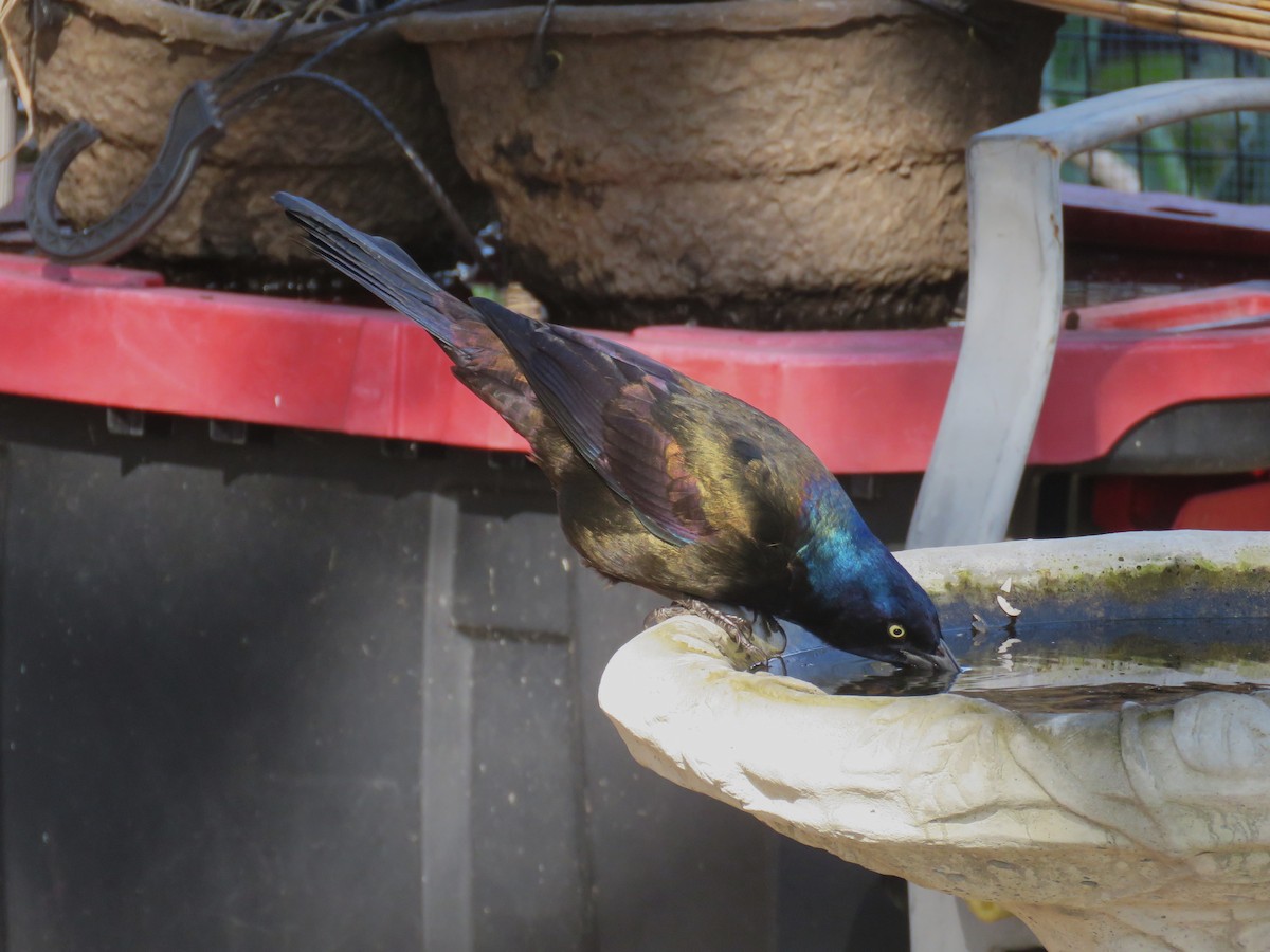 Common Grackle - ML644625525