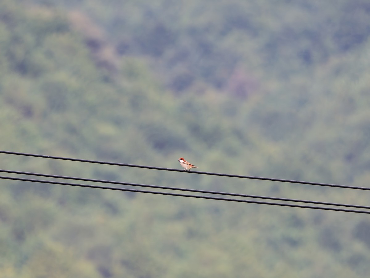 山麻雀 - ML644625528