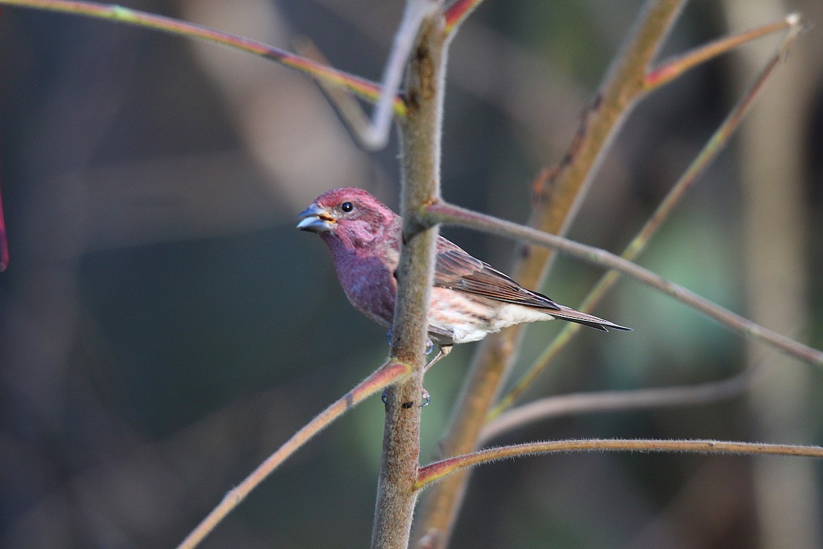 Purple Finch - ML644625534