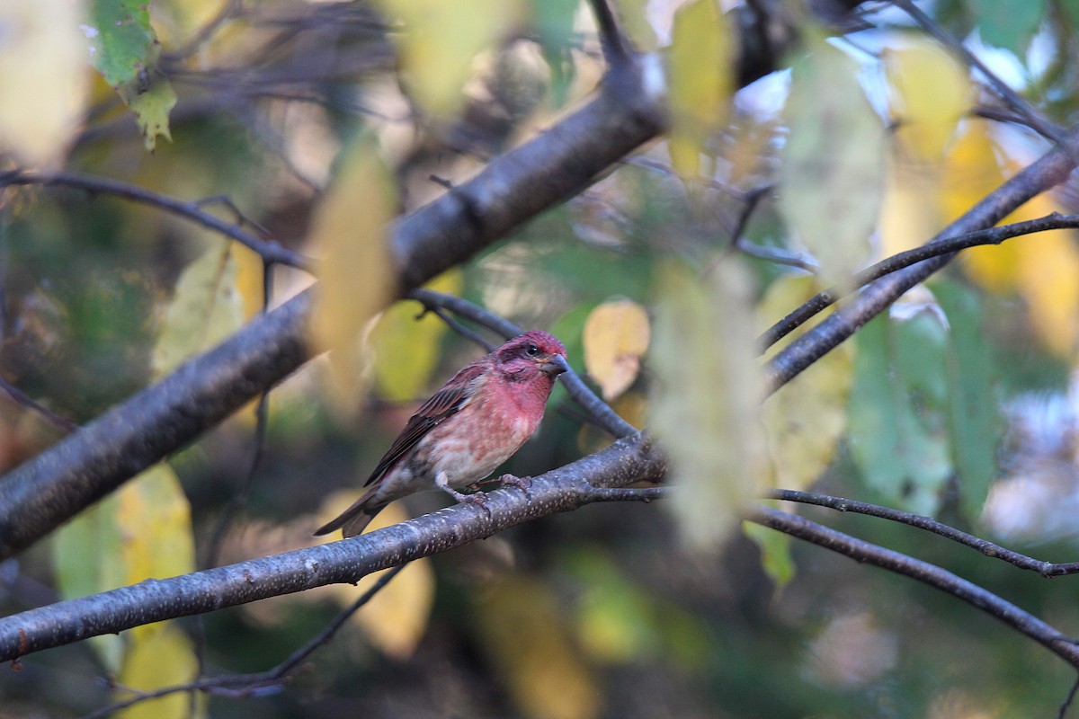Purple Finch - ML644625536