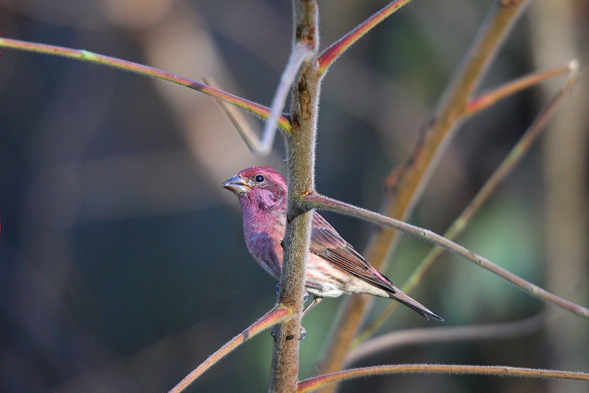 Purple Finch - ML644625537