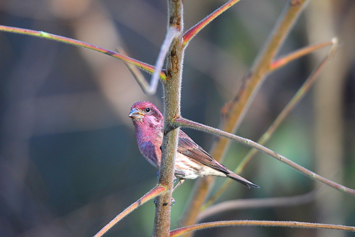 Purple Finch - ML644625539