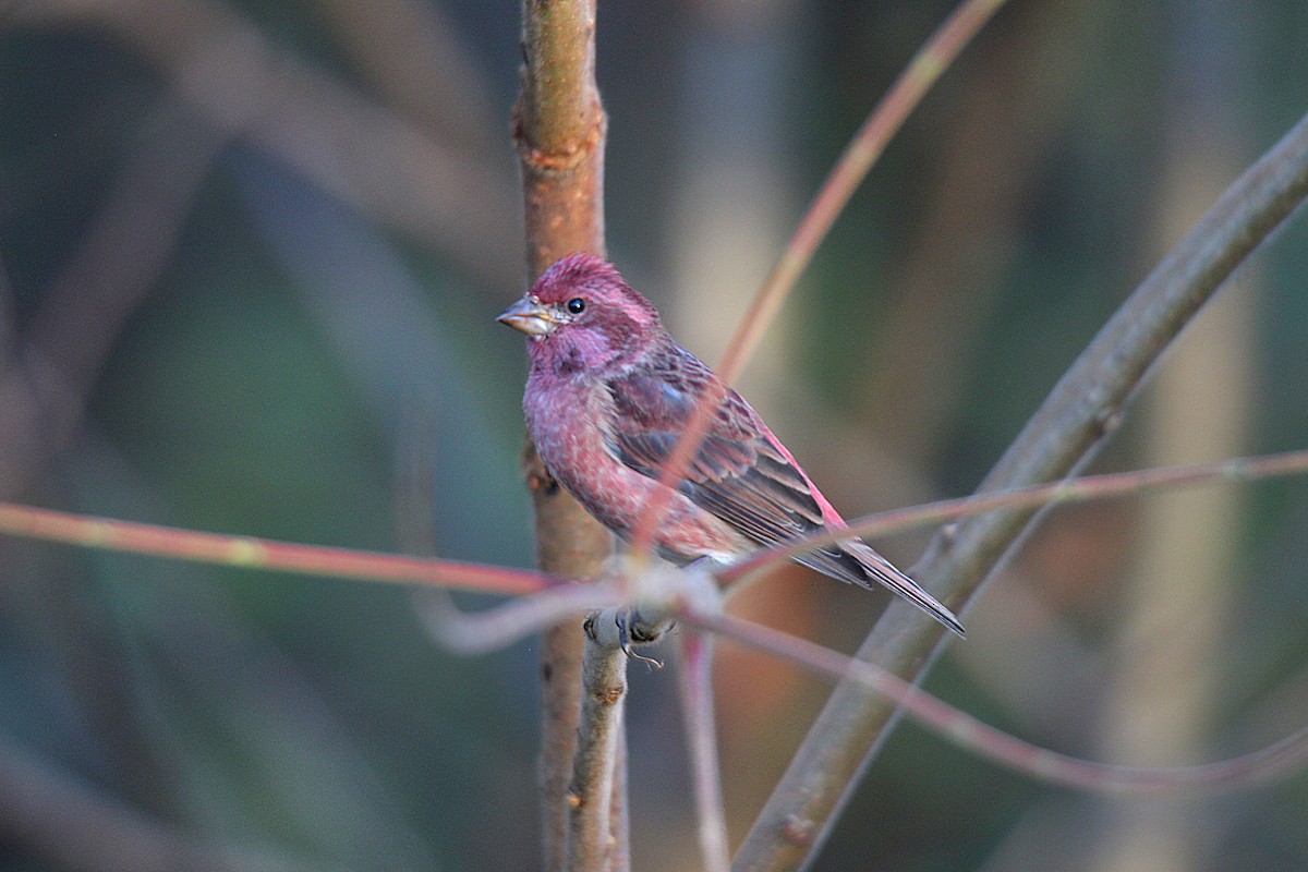 Purple Finch - ML644625542