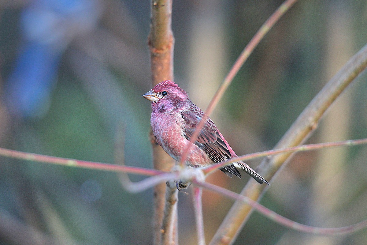 Purple Finch - ML644625543