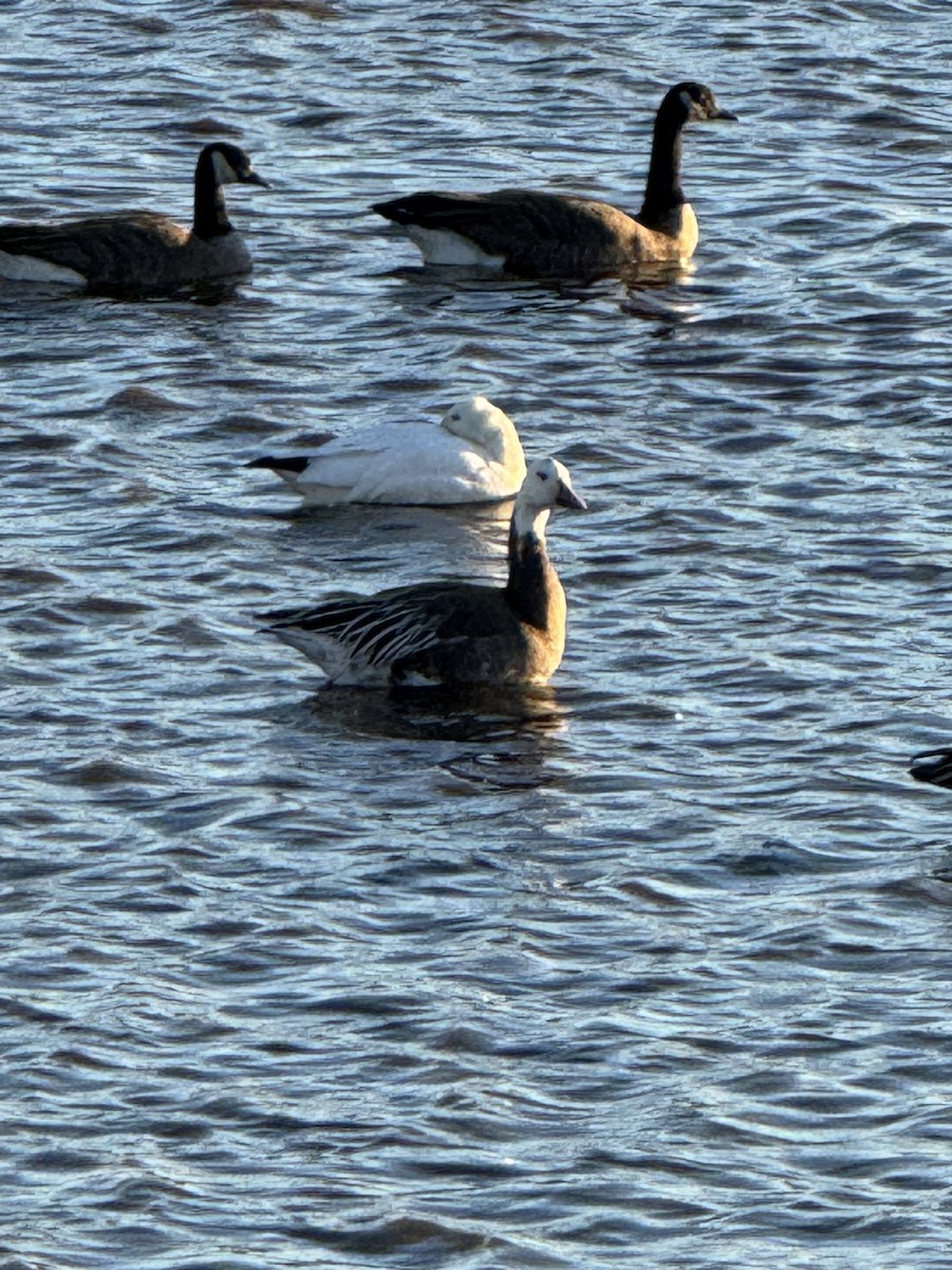 Oie des neiges - ML644625546