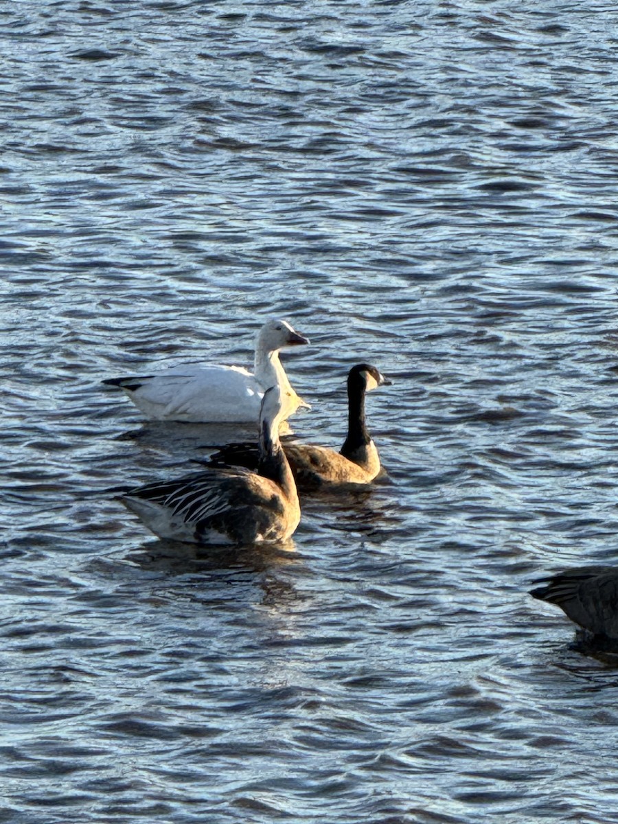 Oie des neiges - ML644625547