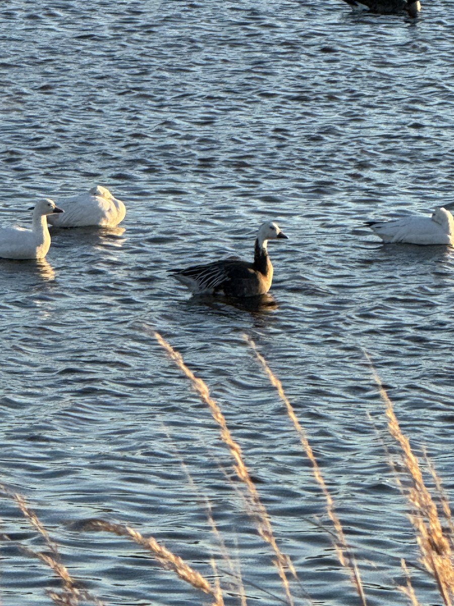 Oie des neiges - ML644625548