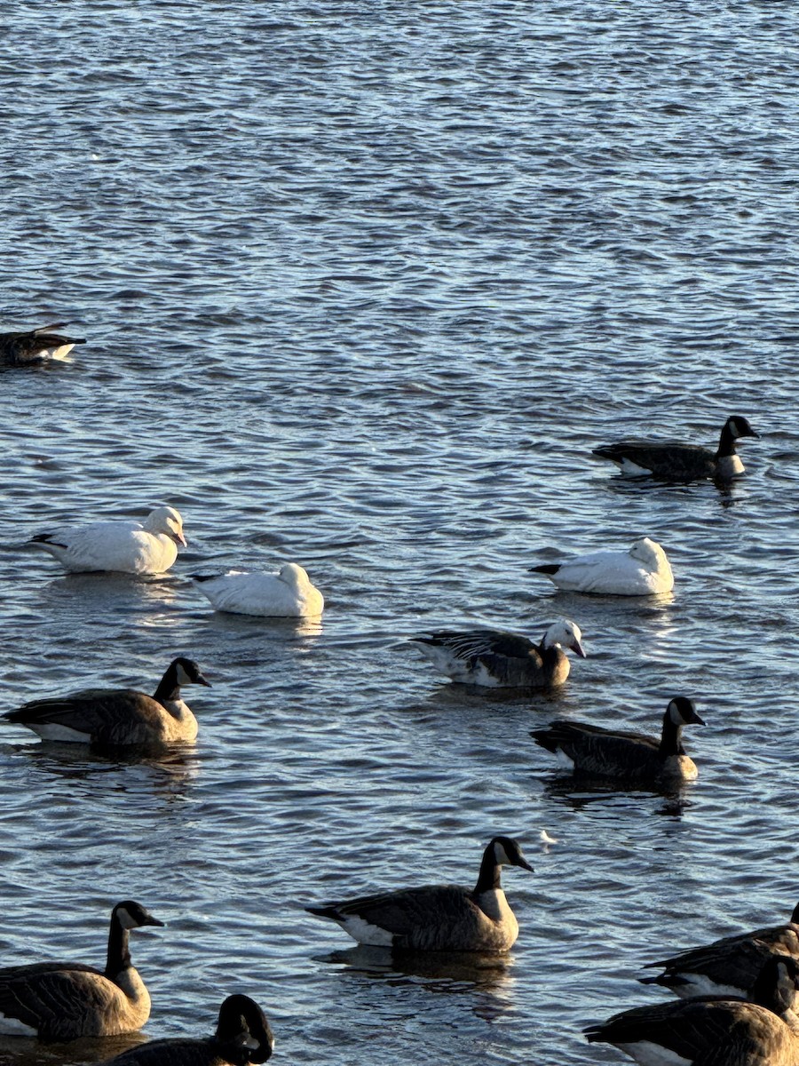 Oie des neiges - ML644625549