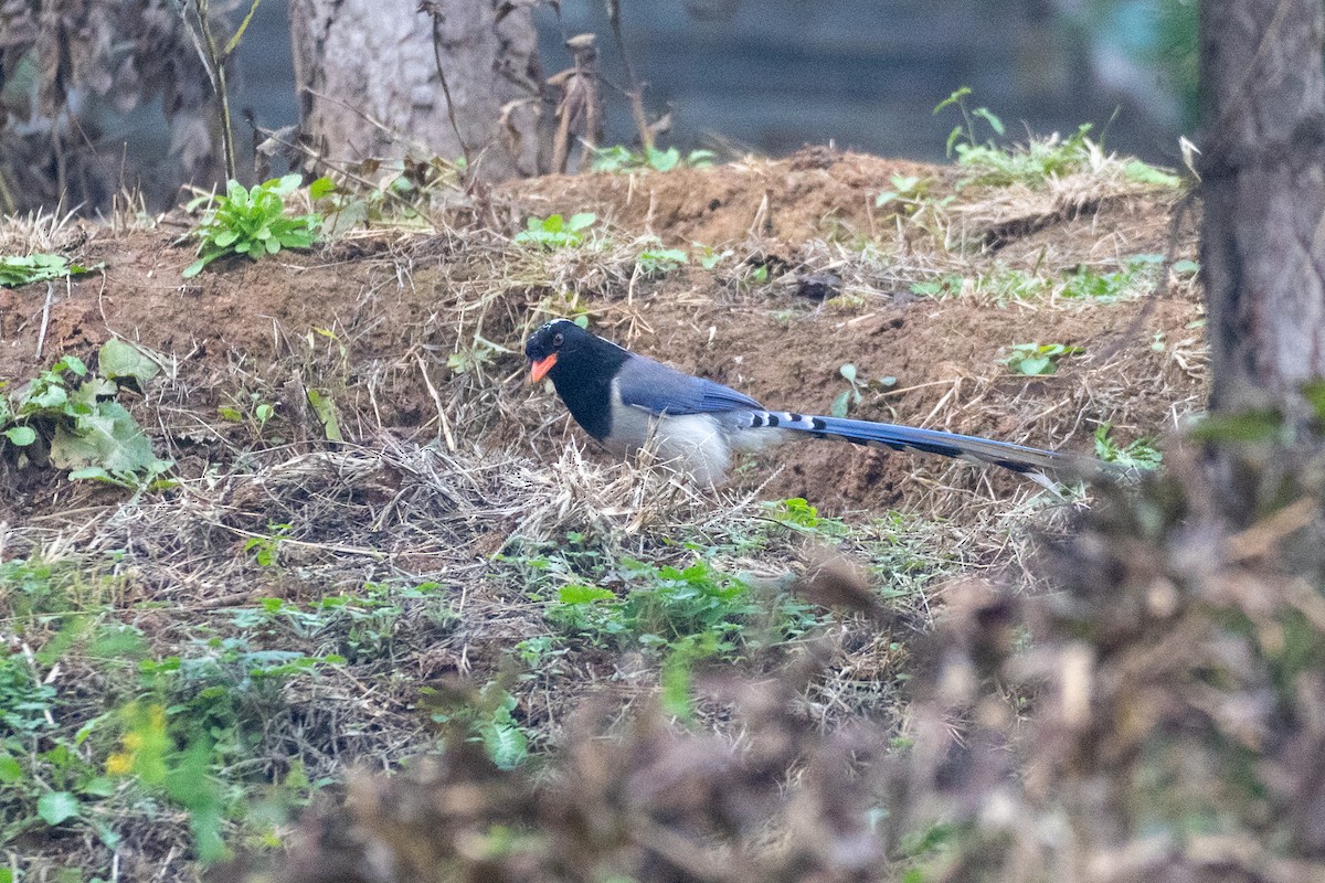 Red-billed Blue-Magpie - ML644625550