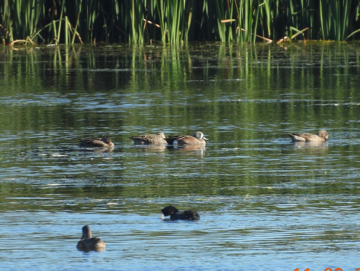Blauflügelente - ML644625559