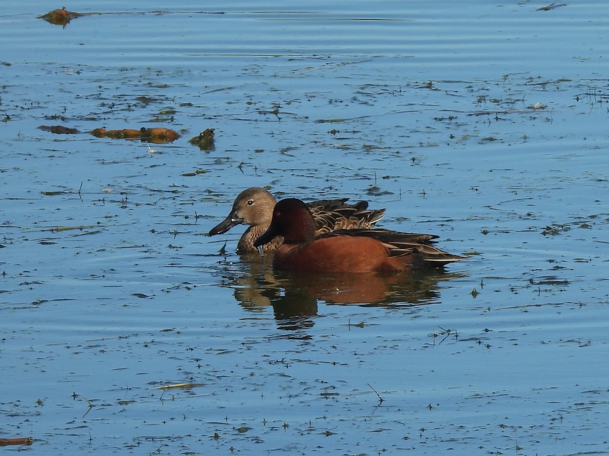 Cinnamon Teal - ML644625567