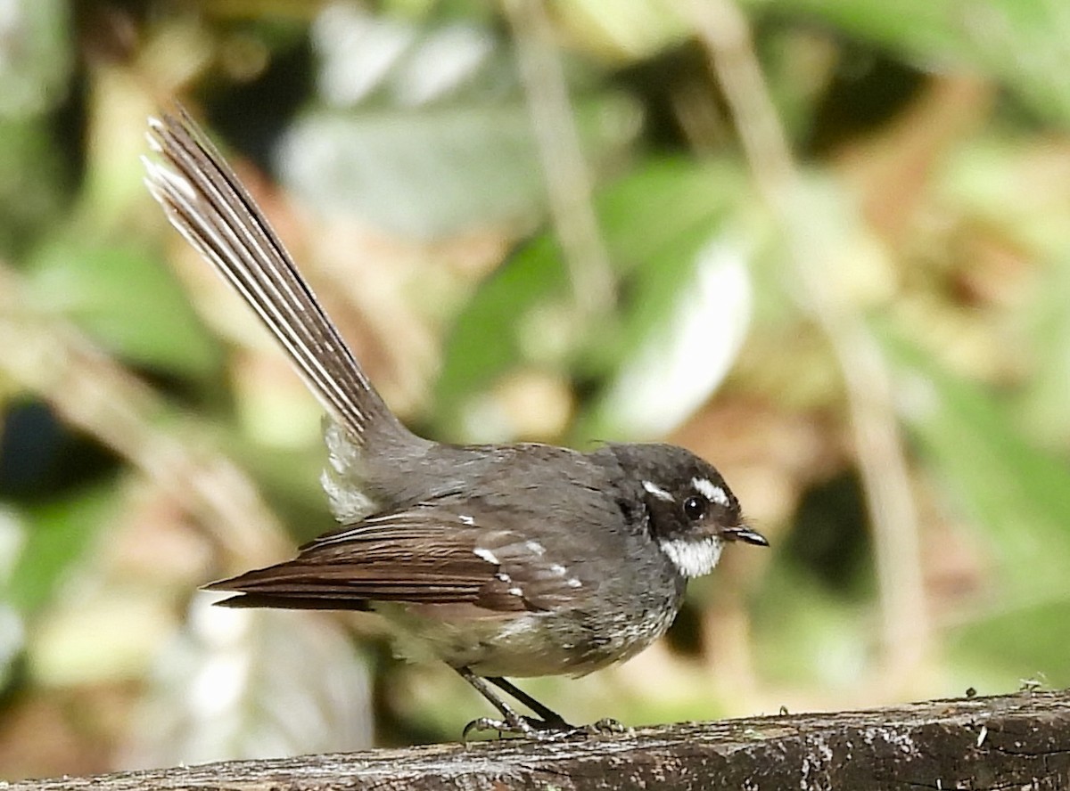 Gray Fantail - ML644625568