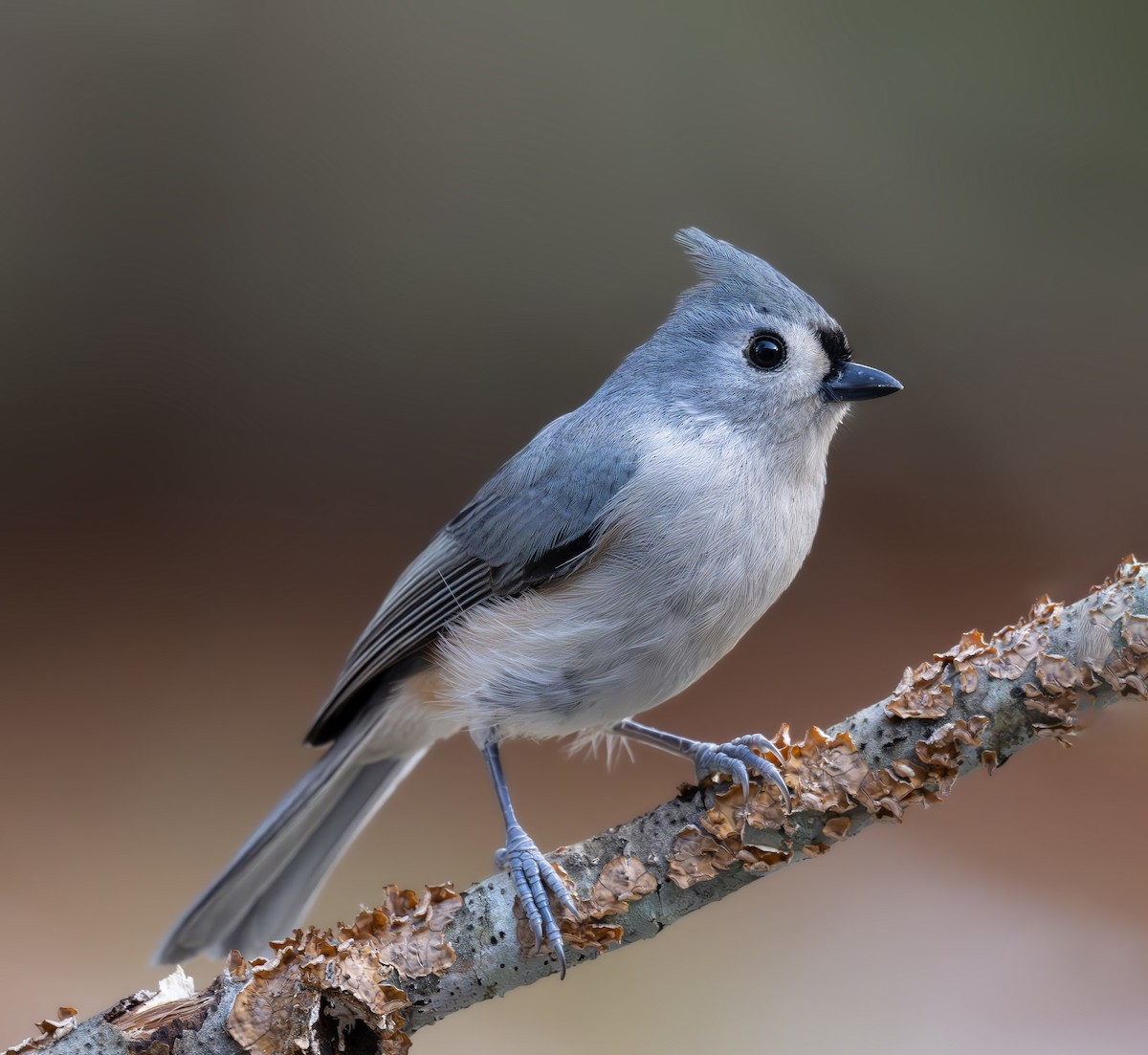 Tufted Titmouse - ML644625571