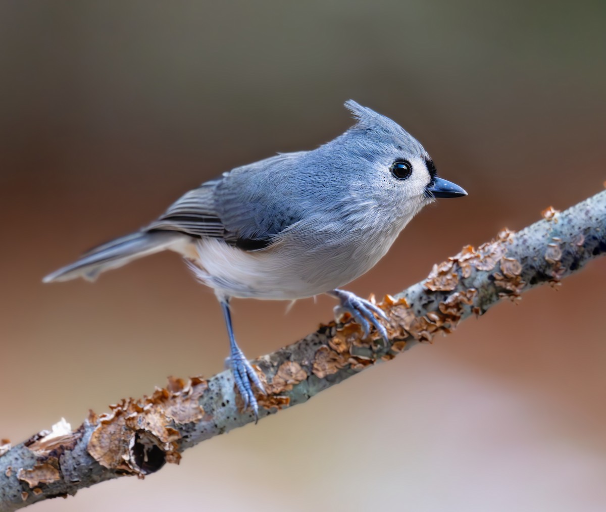 Tufted Titmouse - ML644625572