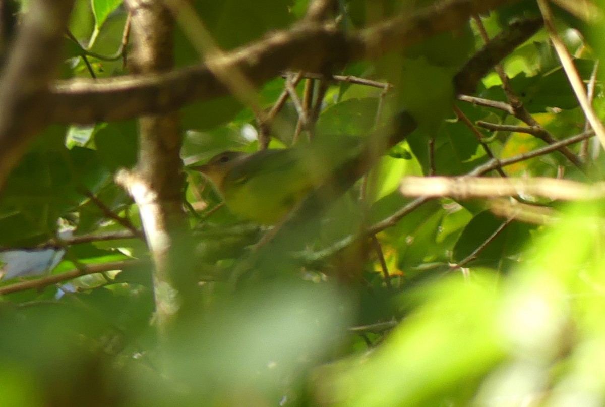 Mourning Warbler - ML644625579