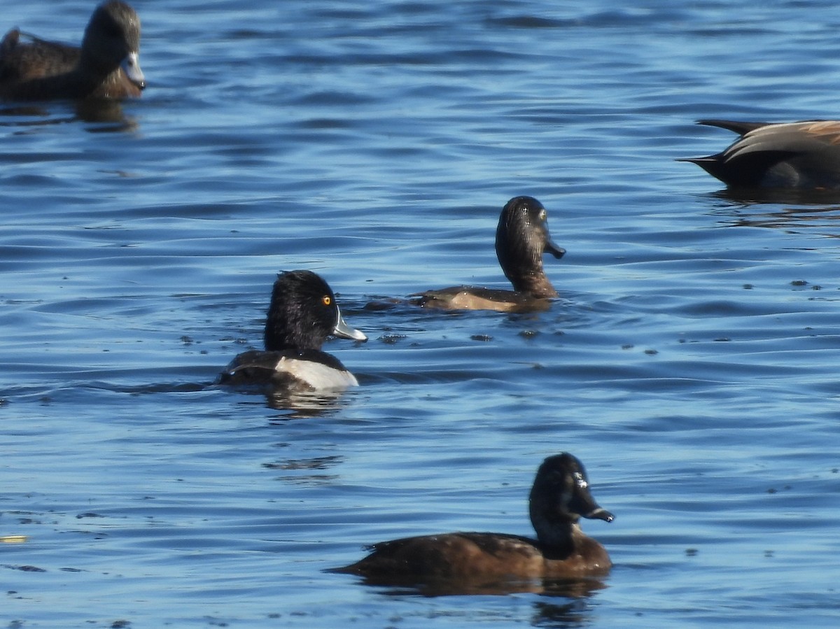 環頸潛鴨 - ML644625582